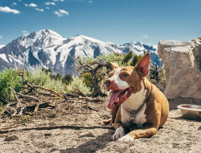 Dog laying down with mountains in the background